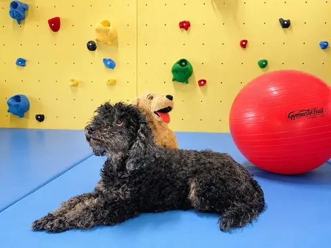 Therapiehund Fini
